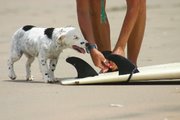 犬とサーフィン