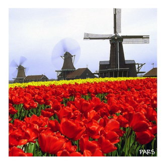 オランダの風車とチューリップ